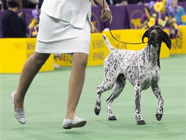 The winner of the Westminster dog show is ...