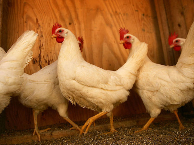 Oregon man arrested for sexual assault on chicken